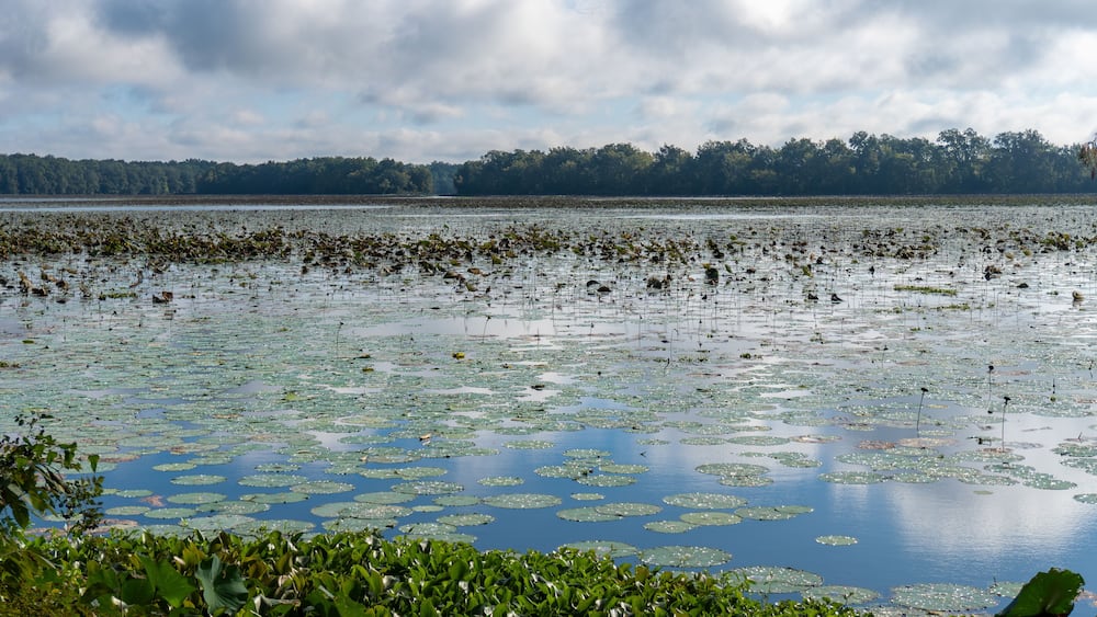 Arkansas Post National Memorial. American Lotus (Nelumbo lutea) in the Post Bend and Post Bayou. Site of first European settlement in Mississippi Alluvial Plain and present-day U.S. state of Arkansas.