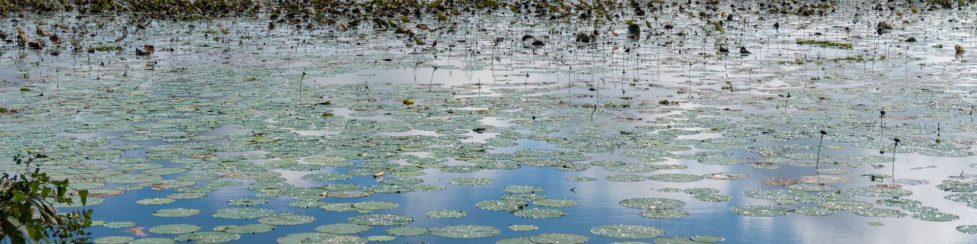 Arkansas Post National Memorial. American Lotus (Nelumbo lutea) in the Post Bend and Post Bayou. Site of first European settlement in Mississippi Alluvial Plain and present-day U.S. state of Arkansas.