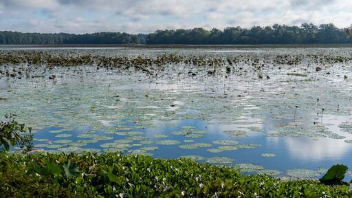Arkansas Post National Memorial. American Lotus (Nelumbo lutea) in the Post Bend and Post Bayou. Site of first European settlement in Mississippi Alluvial Plain and present-day U.S. state of Arkansas.
