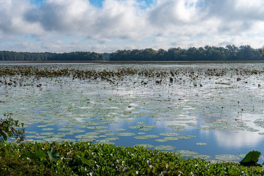 Arkansas Post National Memorial. American Lotus (Nelumbo lutea) in the Post Bend and Post Bayou. Site of first European settlement in Mississippi Alluvial Plain and present-day U.S. state of Arkansas.