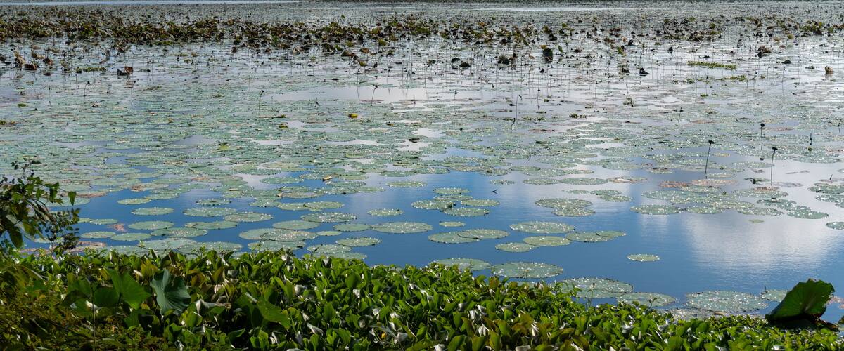 A lake with lily pads and a forest in the background.