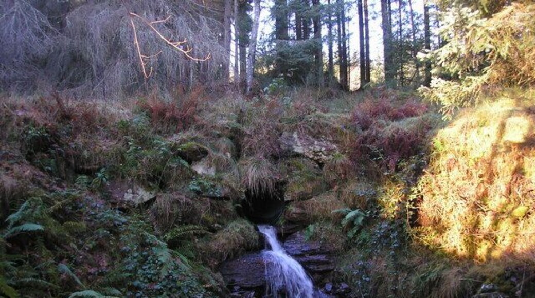 Glenalbert burn The view of the Glenalbert burn as it comes out of a pipe which takes it under the forestry track