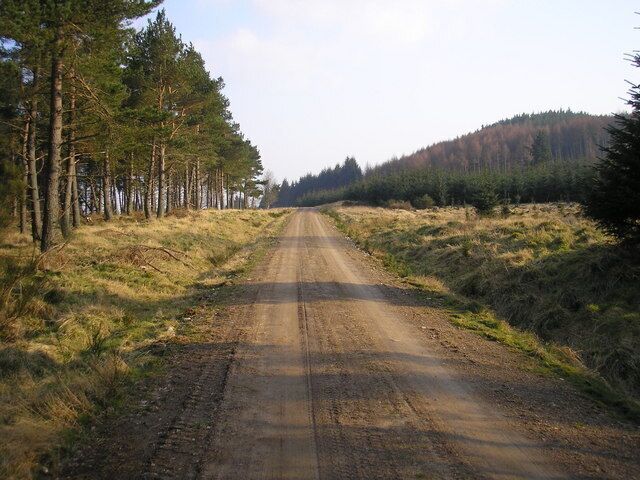 Forestry Road