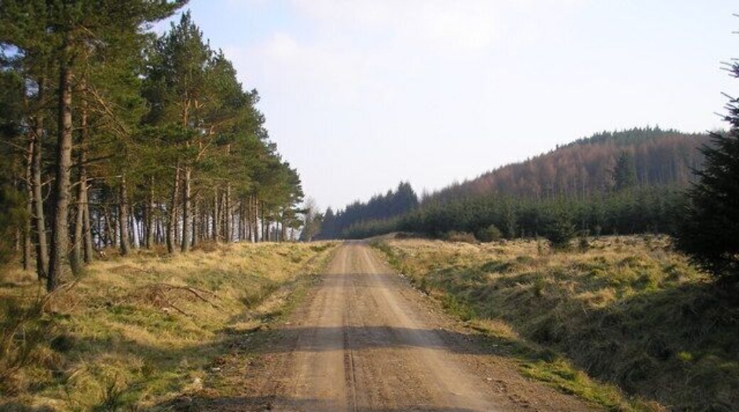 Forestry Road