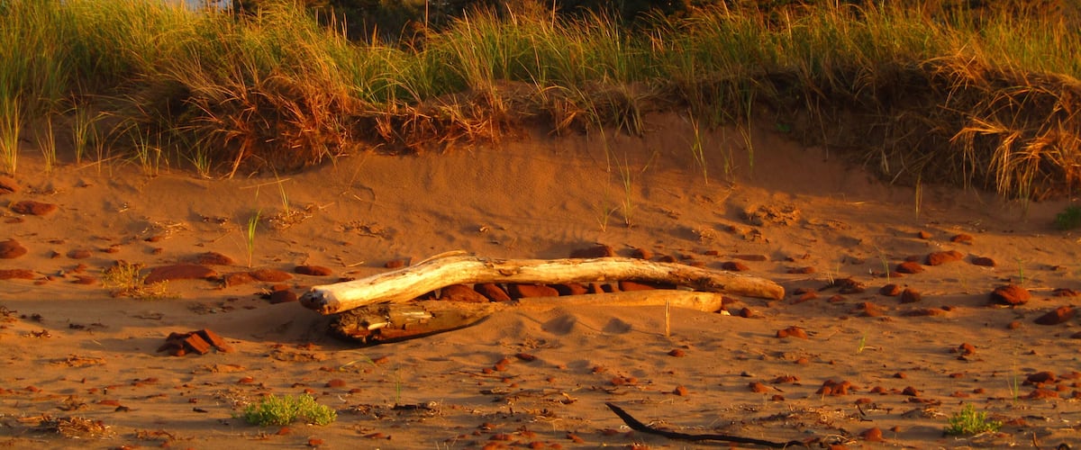 A sandy beach with scattered rocks and driftwood, with tall grasses and trees in the background under a cloudy sky.