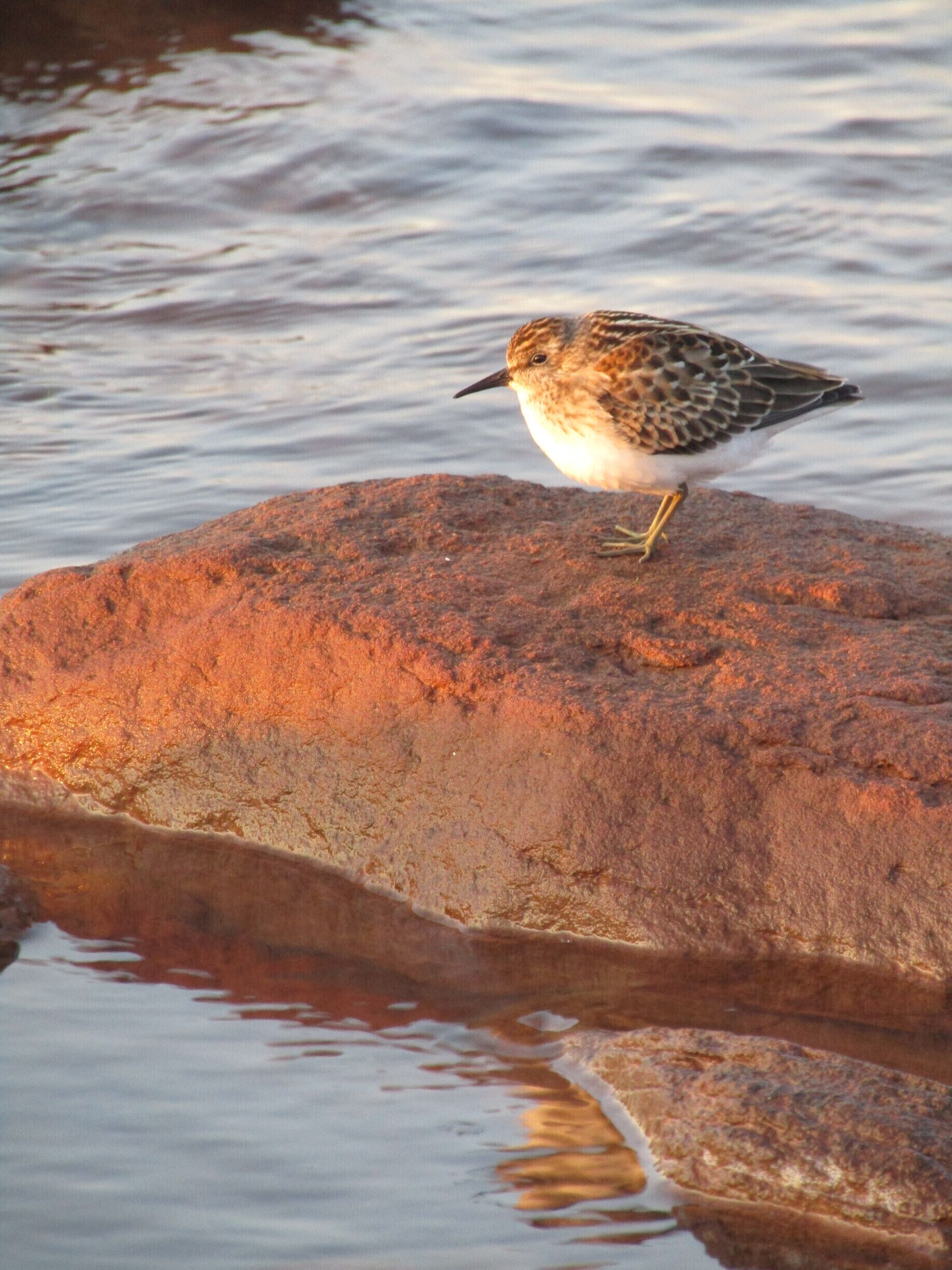 A sandpiper enjoys the last bit of sun for the day on the northern coast of PEI. #wildlife
