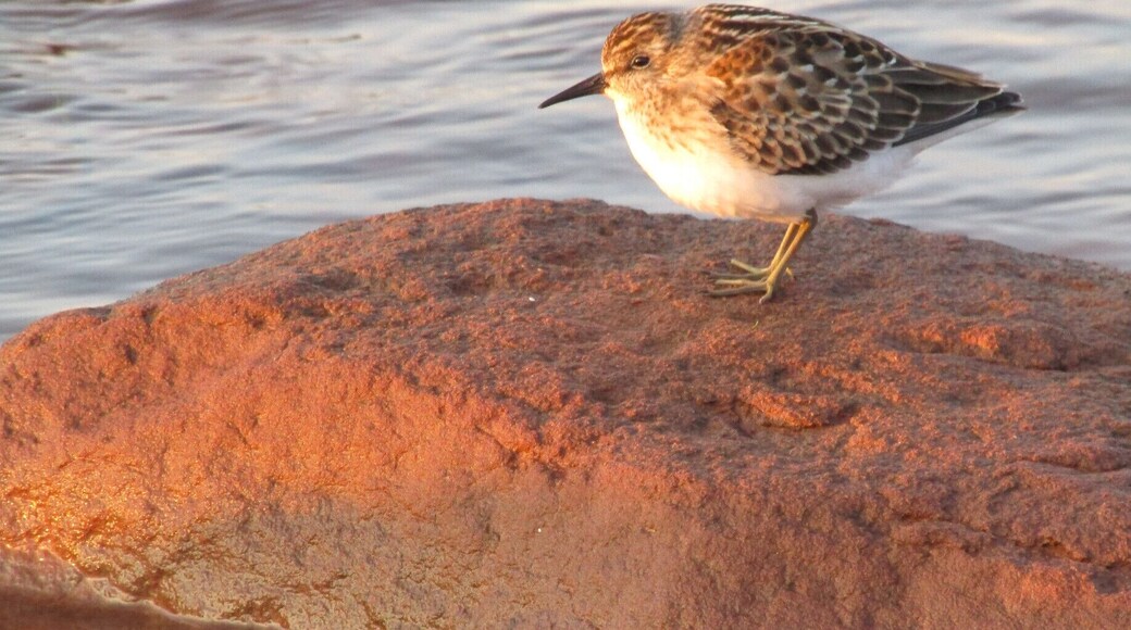 A sandpiper enjoys the last bit of sun for the day on the northern coast of PEI. #wildlife