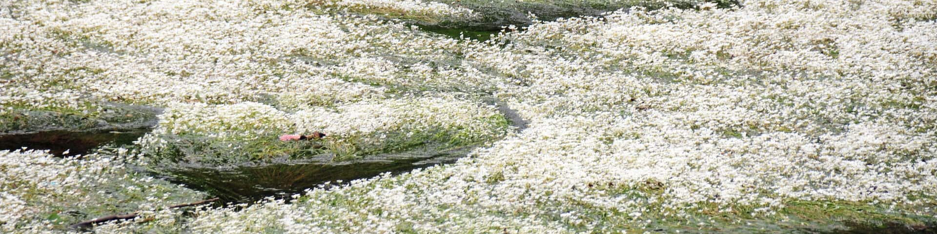 Pure white flowering of these waterplants near the Thonac Vezereriver, as seen at the preceeding image