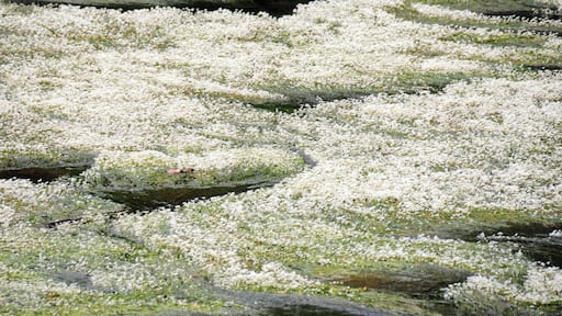 Pure white flowering of these waterplants near the Thonac Vezereriver, as seen at the preceeding image