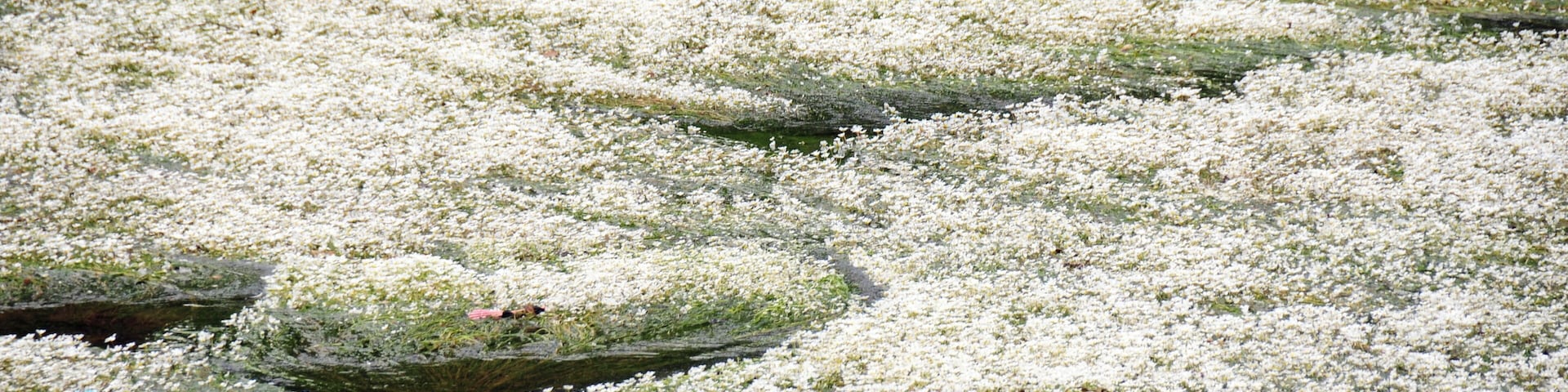 Pure white flowering of these waterplants near the Thonac Vezereriver, as seen at the preceeding image