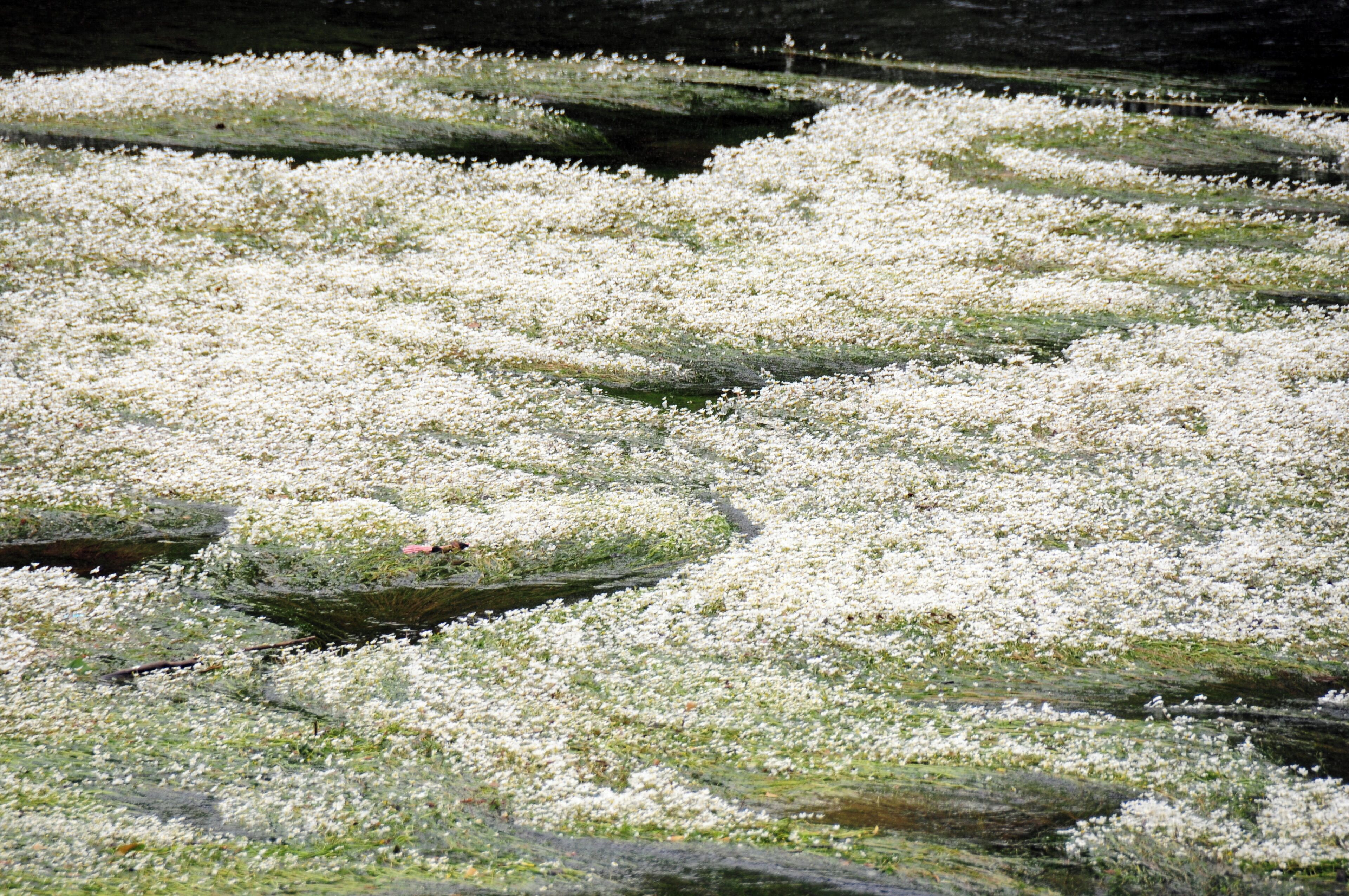 A pond covered with white flowers and green moss.