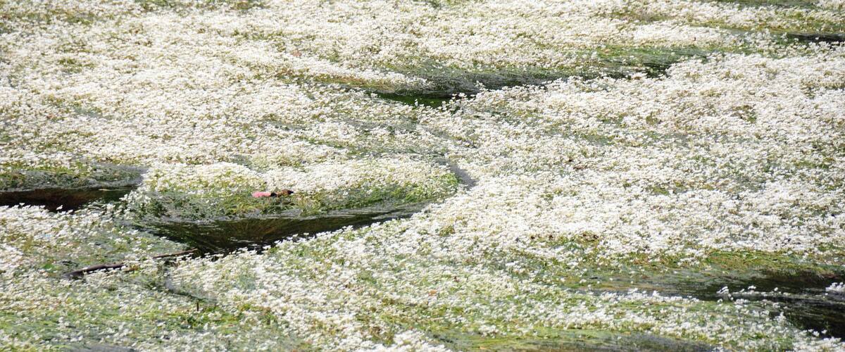 A pond covered with white flowers and green moss.