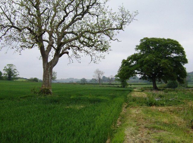 Oak before ash "Oak before ash, will just be a splash. Ash before oak, we're in for a soak." The old rhyme predicts a dry summer because the oak tree is in bloom well before the ash tree. When the picture was taken in early May this seemed appropriate but the heavens opened two days later and the rain has hardly stopped throughout May and June.