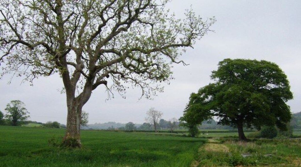 Oak before ash "Oak before ash, will just be a splash. Ash before oak, we're in for a soak." The old rhyme predicts a dry summer because the oak tree is in bloom well before the ash tree. When the picture was taken in early May this seemed appropriate but the heavens opened two days later and the rain has hardly stopped throughout May and June.