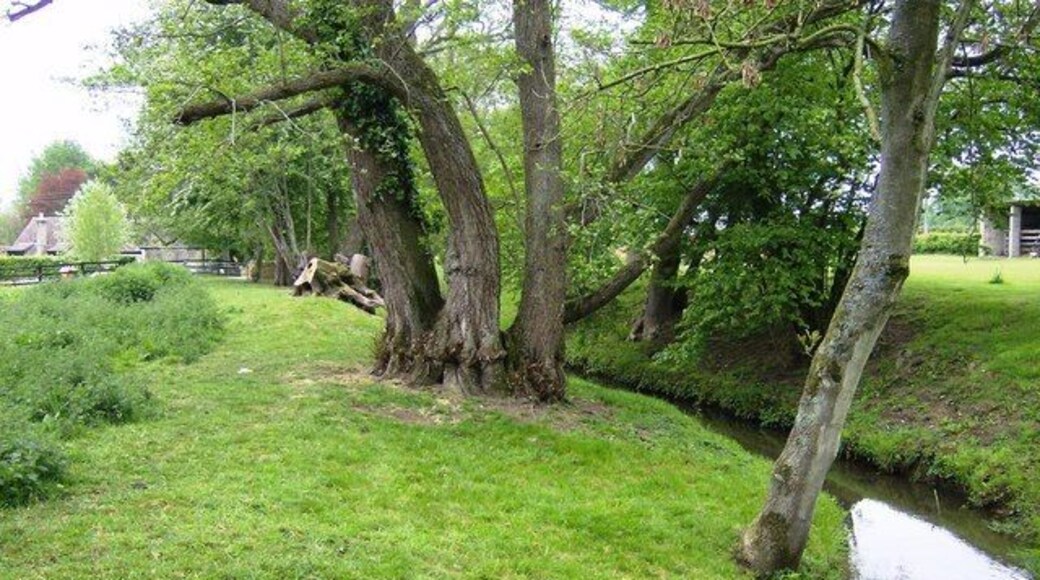 River Cam and alders The public footpath runs along this alder-lined stream seemingly part of someone's garden. Keep going.