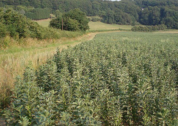 Broad Beans. A large field of broad beans with the woods of the Cotswold hills in the distance.