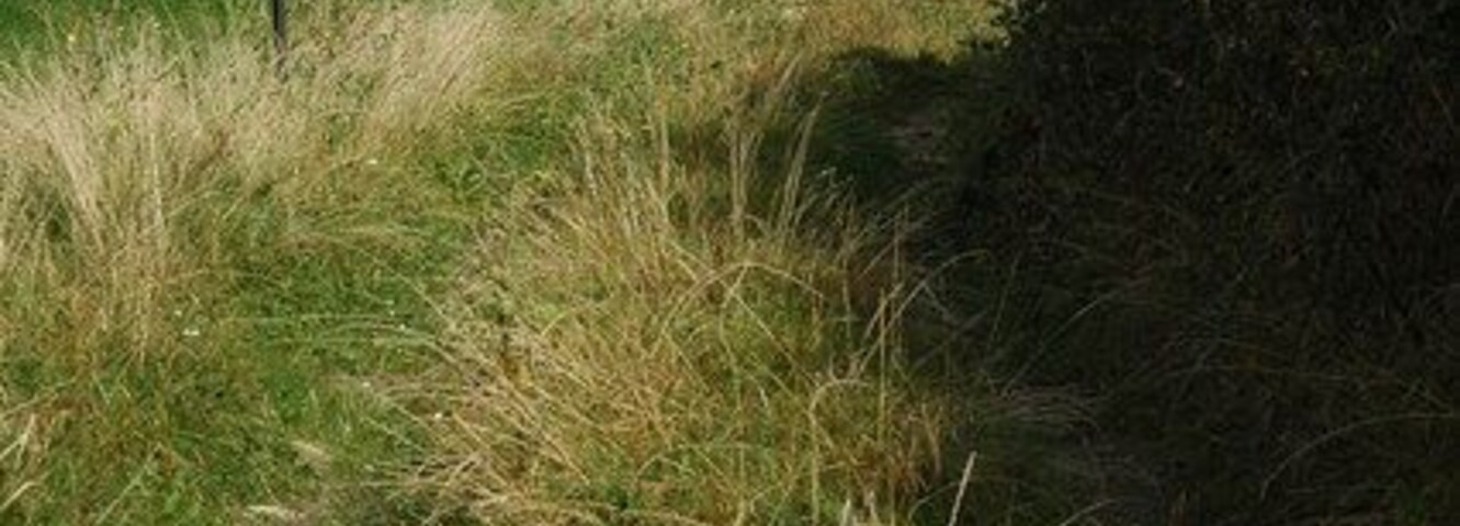 Un sendero cubierto de pasto que lleva a una colina con un montículo de piedras.