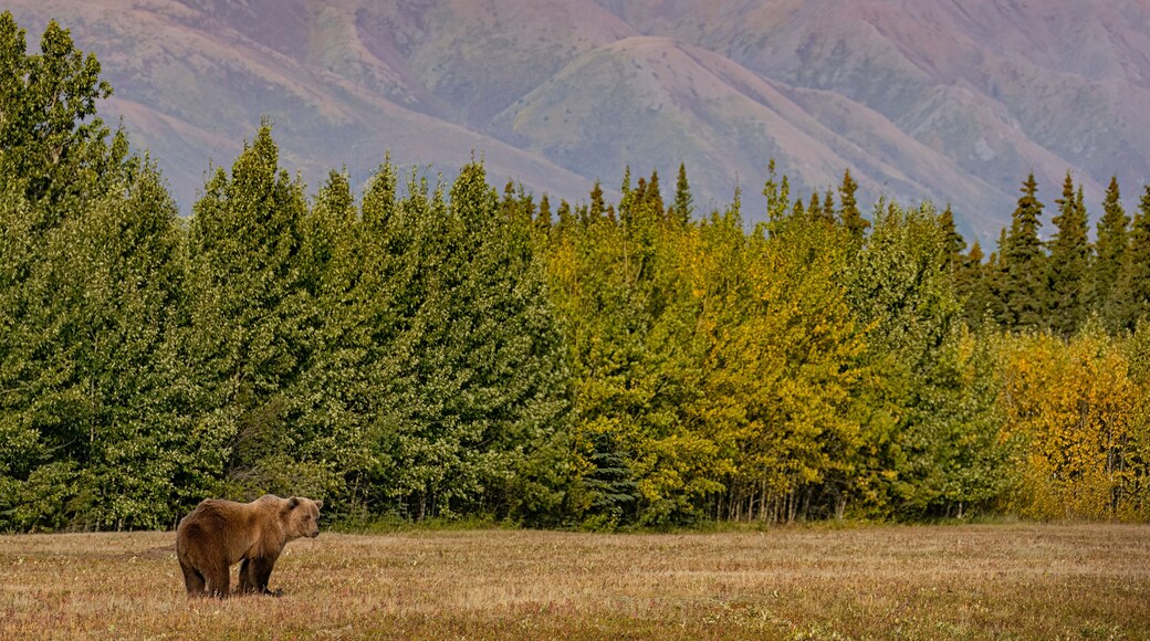 Grizzly Bear (Ursus arctos horribilis) walking in a field with mountains in behind it; Burwash Landing, Yukon, Canada
