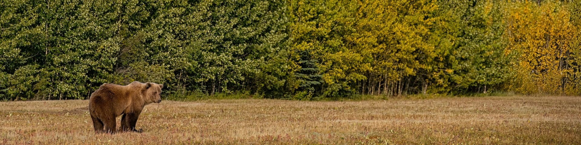 Grizzly Bear (Ursus arctos horribilis) walking in a field with mountains in behind it; Burwash Landing, Yukon, Canada