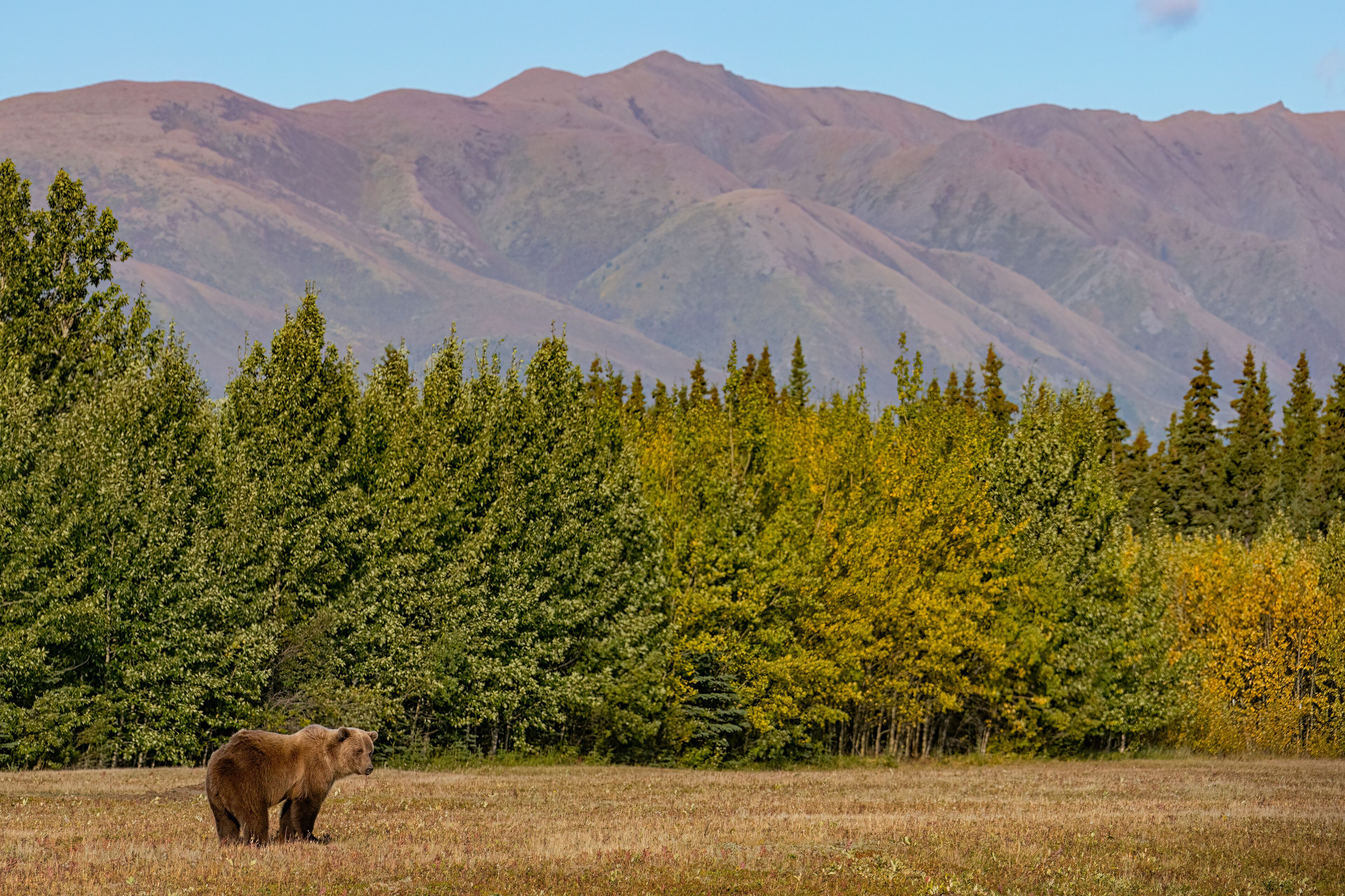 A brown bear in a grassy field with a forest and mountains in the background.