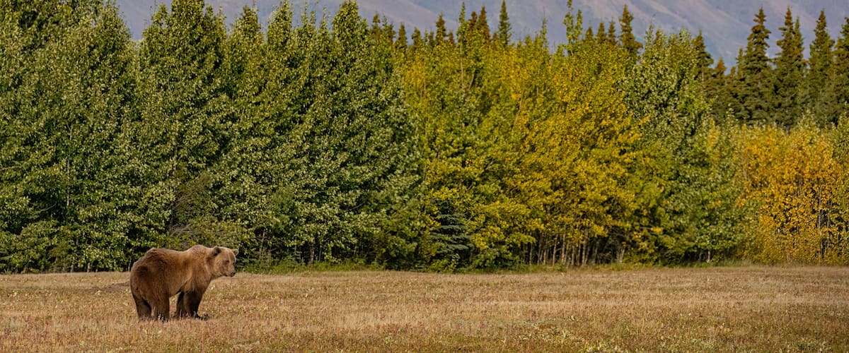 A brown bear in a grassy field with a forest and mountains in the background.