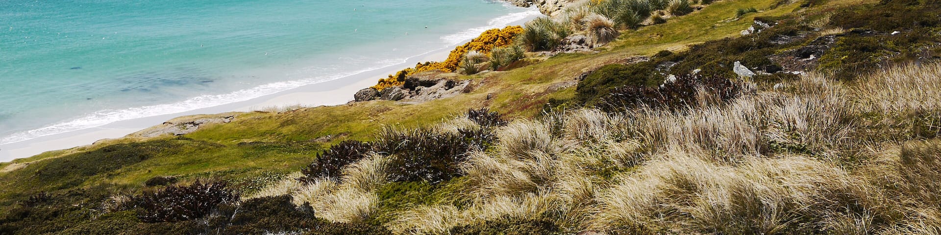 Shoreline of Falkland Islands. White sand beach and turquoise shallow water of Gypsy Cove, East Falkland Island. South Atlantic Ocean. ; Shutterstock ID 705652762; purchase_order: -; Order: -; client: