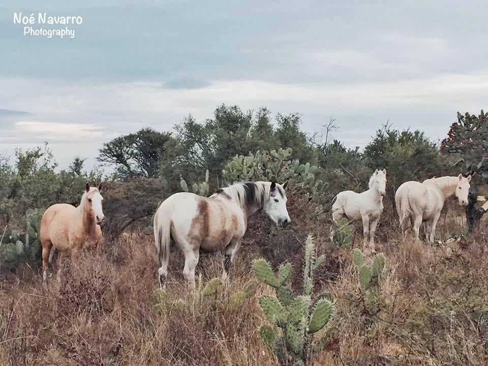 #Horses #animalslover 