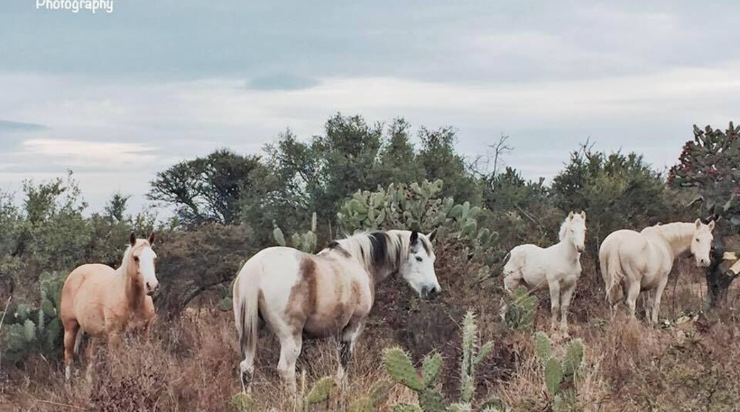 #Horses #animalslover