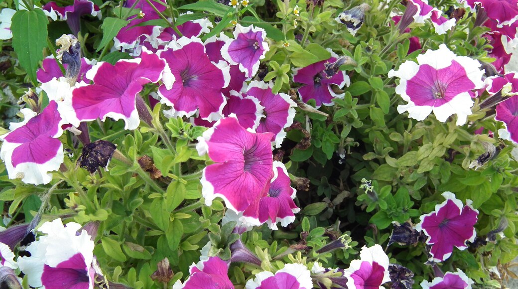 Clin d'oeil coloré à Boyardville...