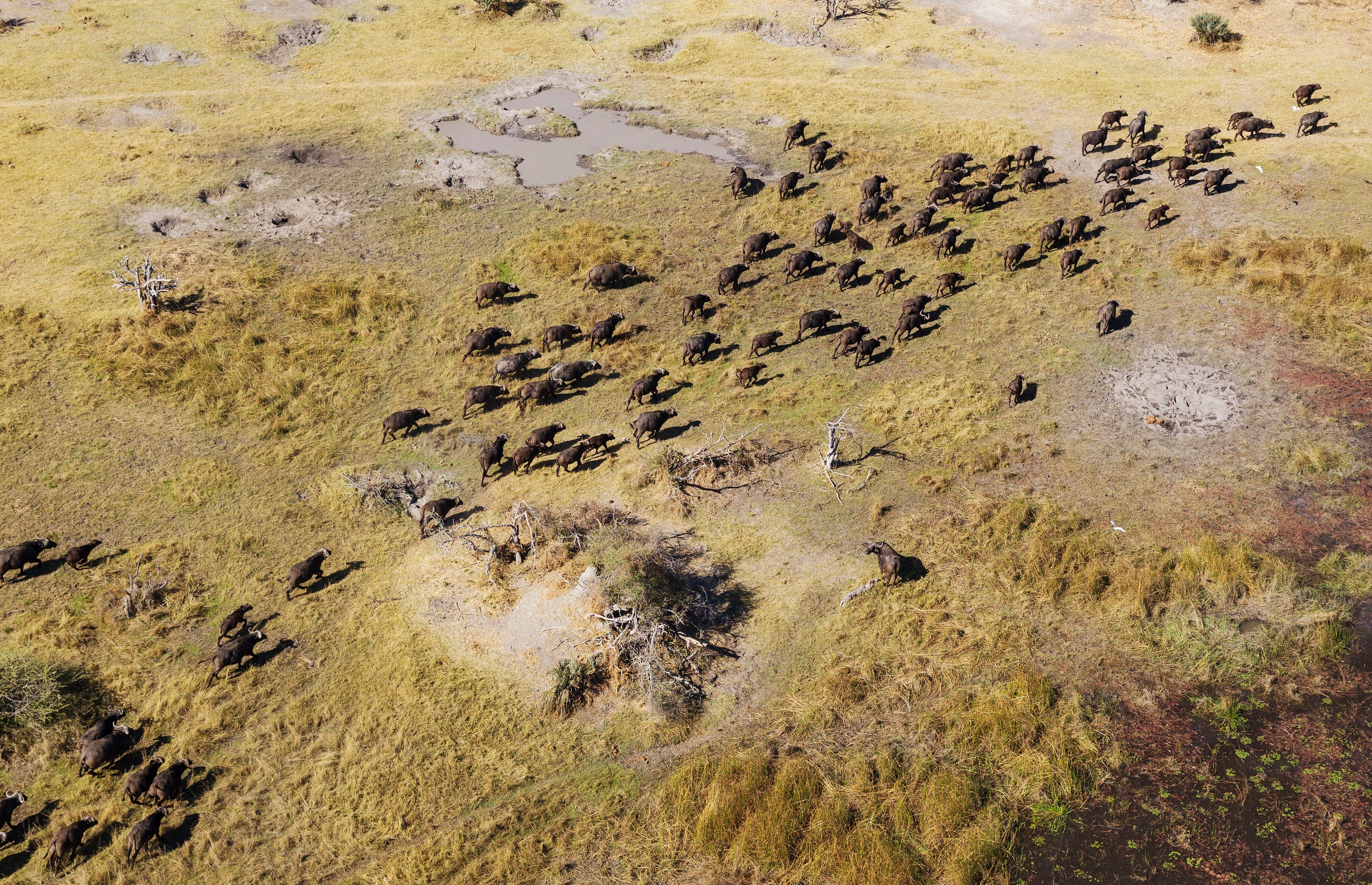 A herd of buffalo grazing in a dry grassland with sparse vegetation and scattered waterholes.