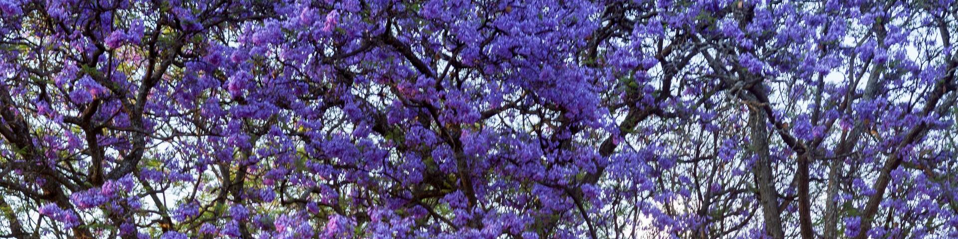 A tree-lined pathway with purple flowering trees.