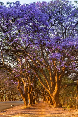 A tree-lined pathway with purple flowering trees.