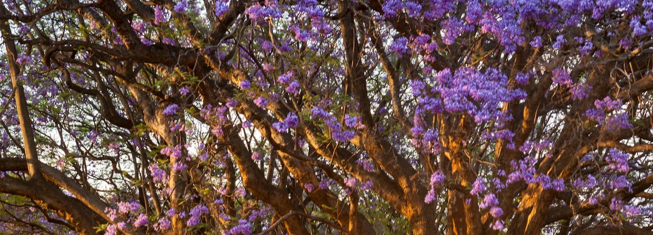A tree-lined pathway with purple flowering trees.