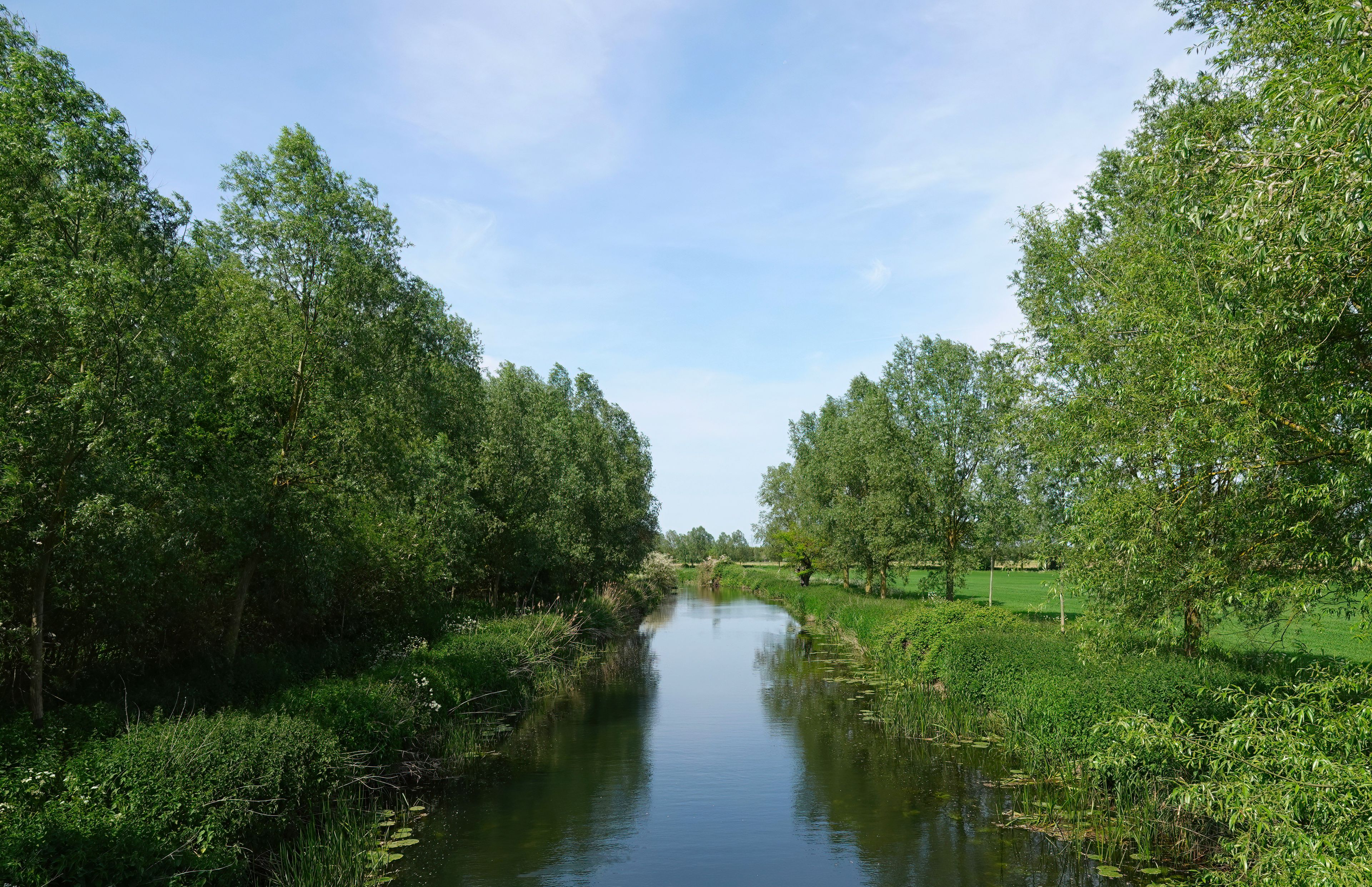 Un río tranquilo bordeado por exuberante vegetación y árboles bajo un cielo despejado.