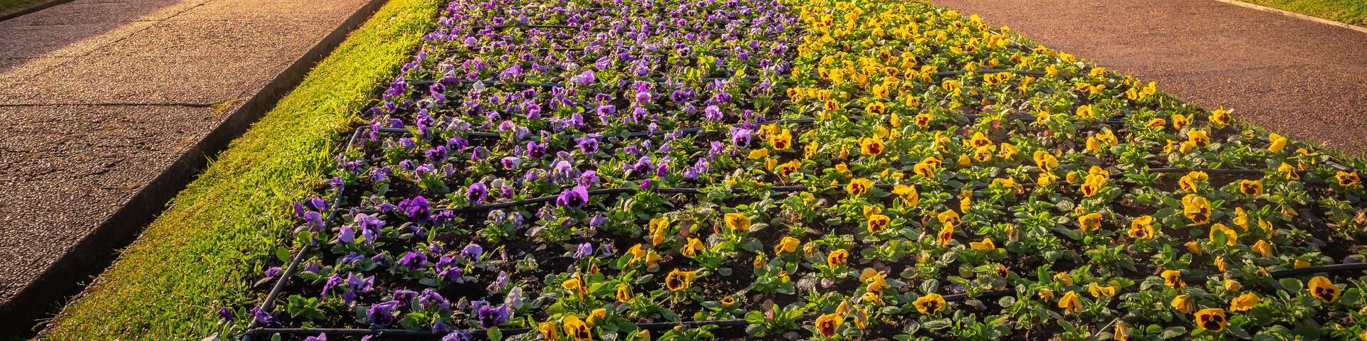 A greenhouse with multiple domes, surrounded by flower beds with purple and yellow flowers.