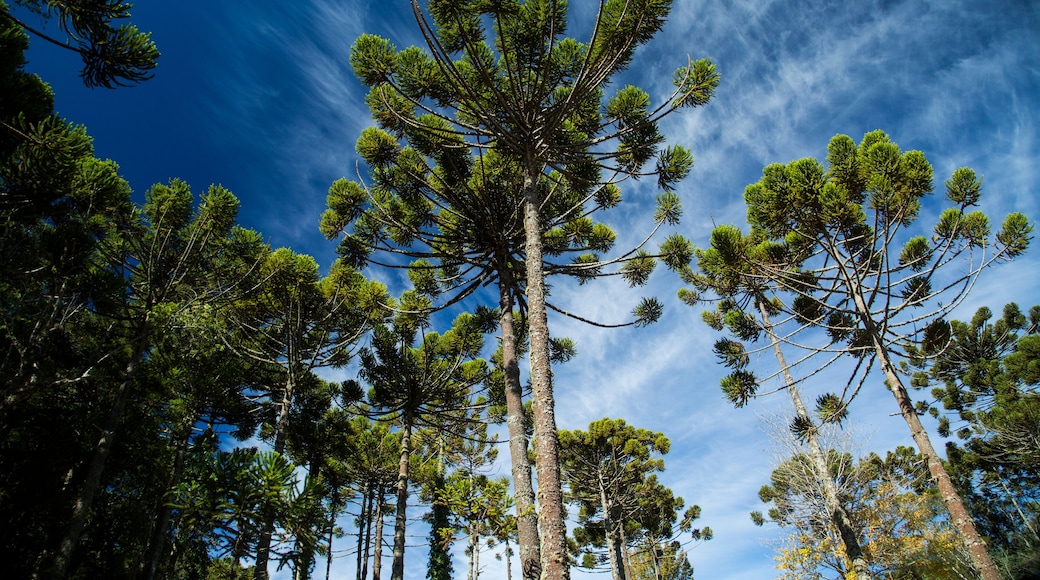Closeup of upper part of Araucaria angustifolia ( Brazilian pine