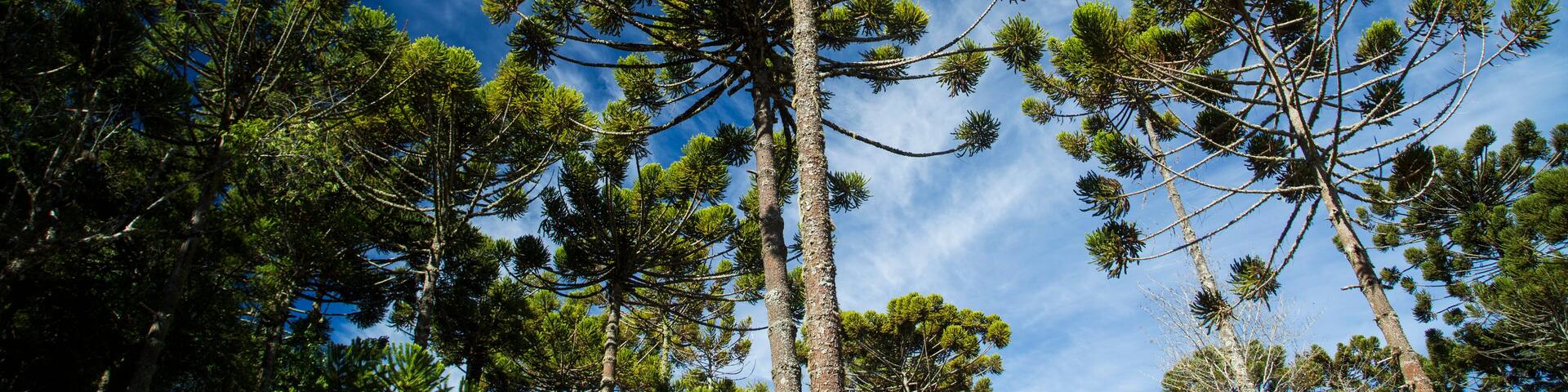 Closeup of upper part of Araucaria angustifolia ( Brazilian pine