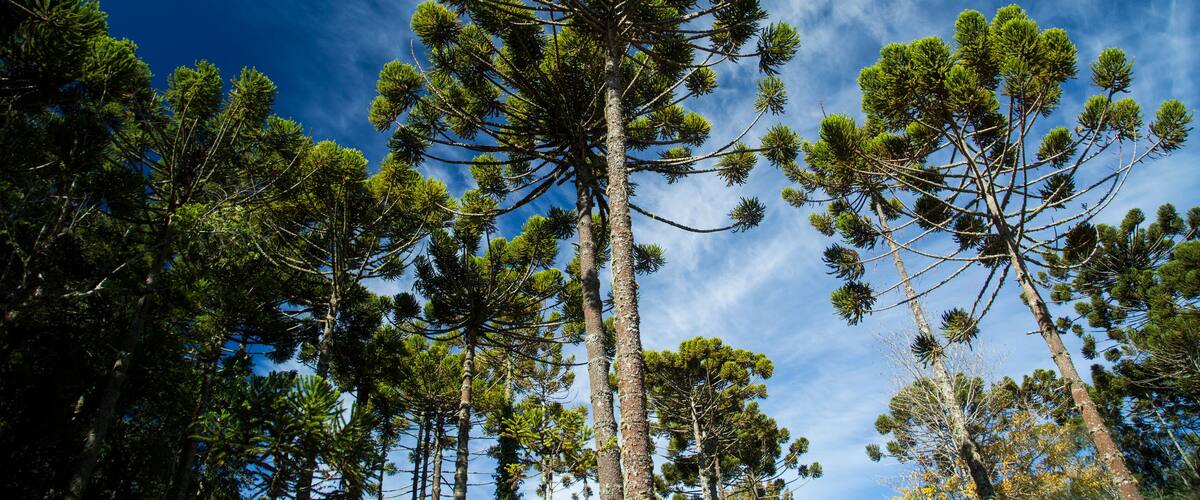 Tall pine trees against a clear blue sky.