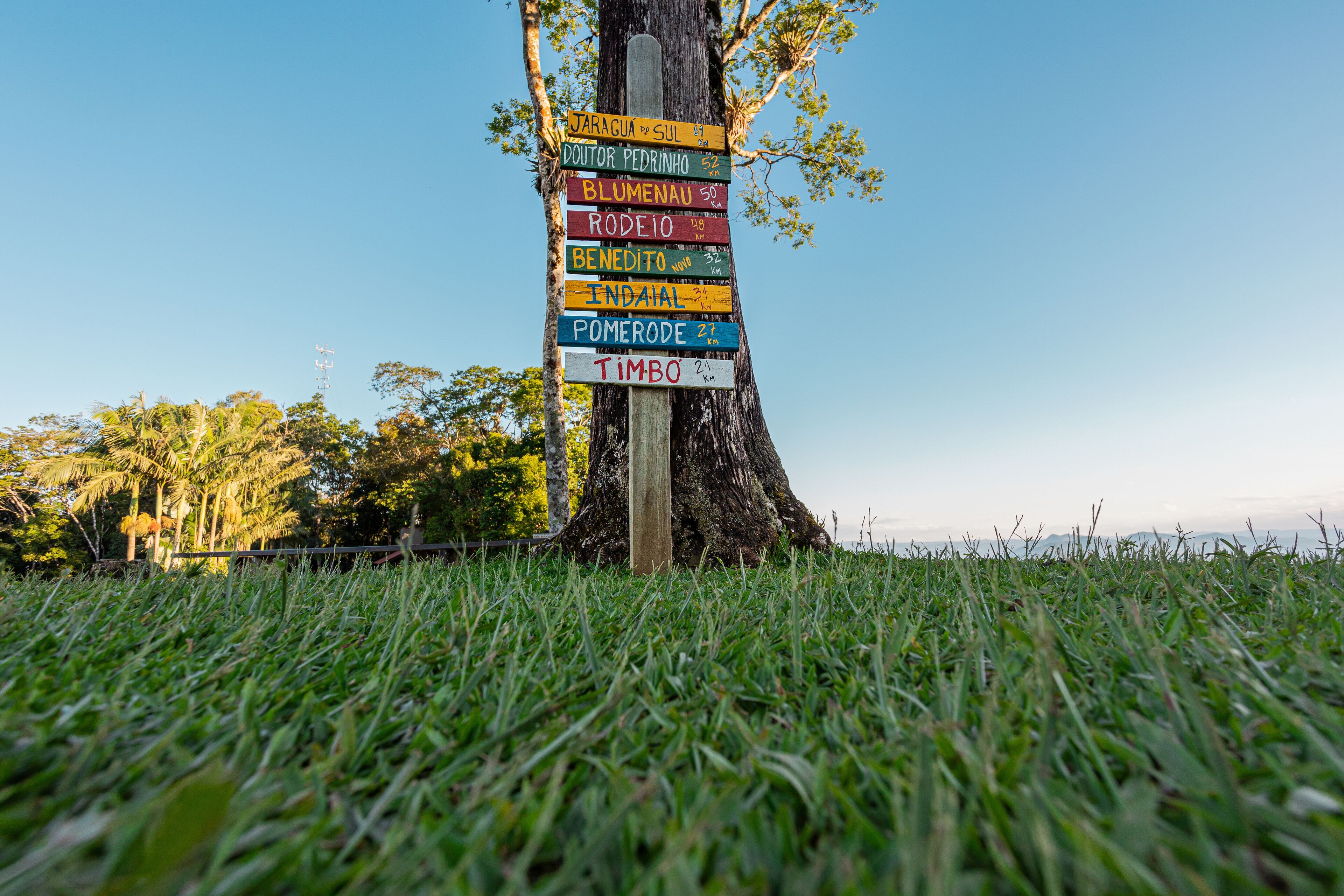 A tree with colorful signs indicating distances to various locations.