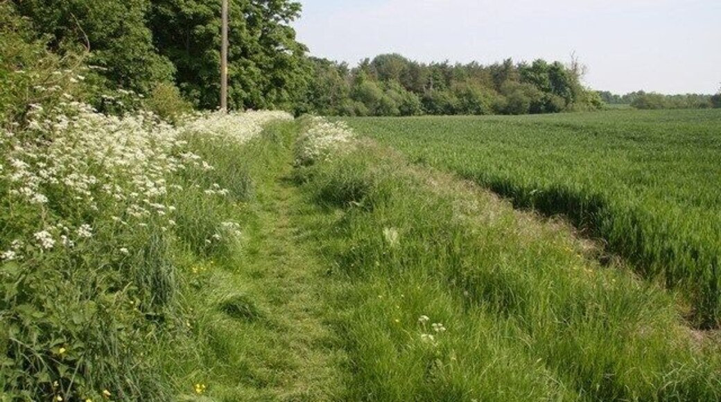 Arable field Just east of the River Stour, line of trees between the field and the river.