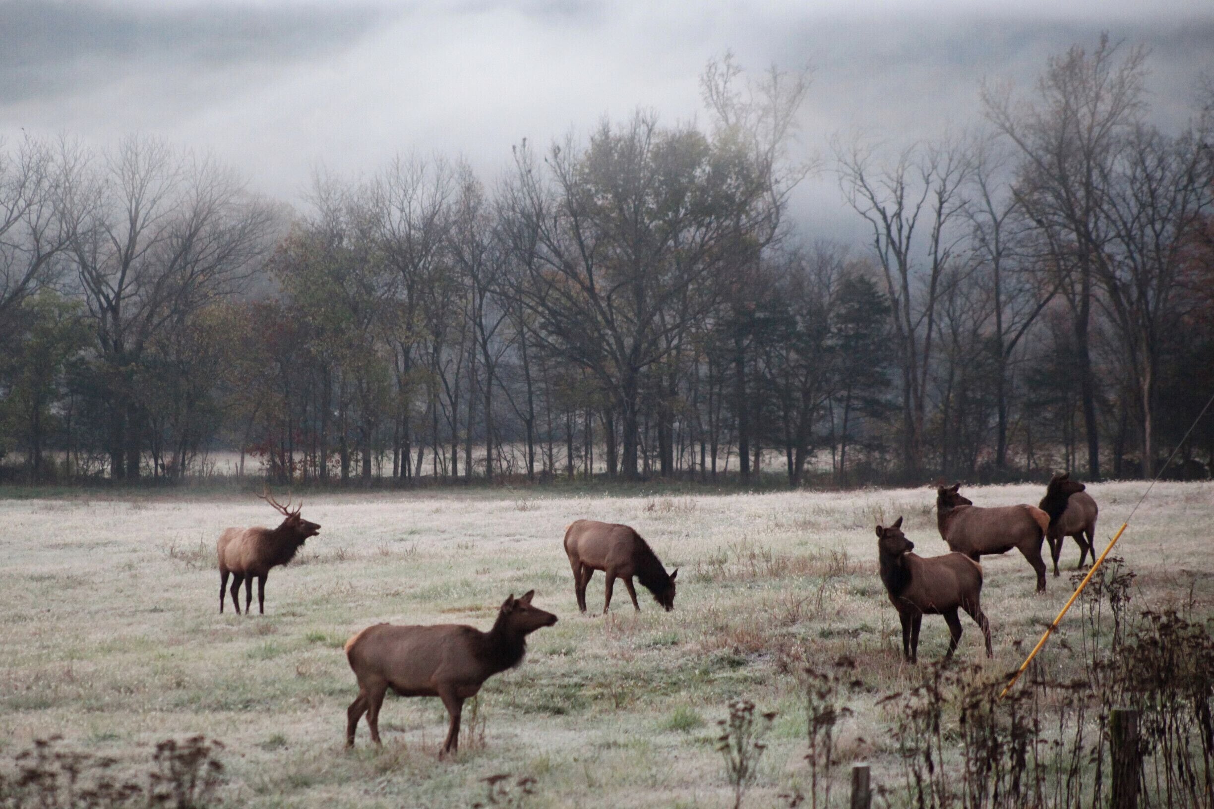A herd of elk grazing in a field with a forest in the background.