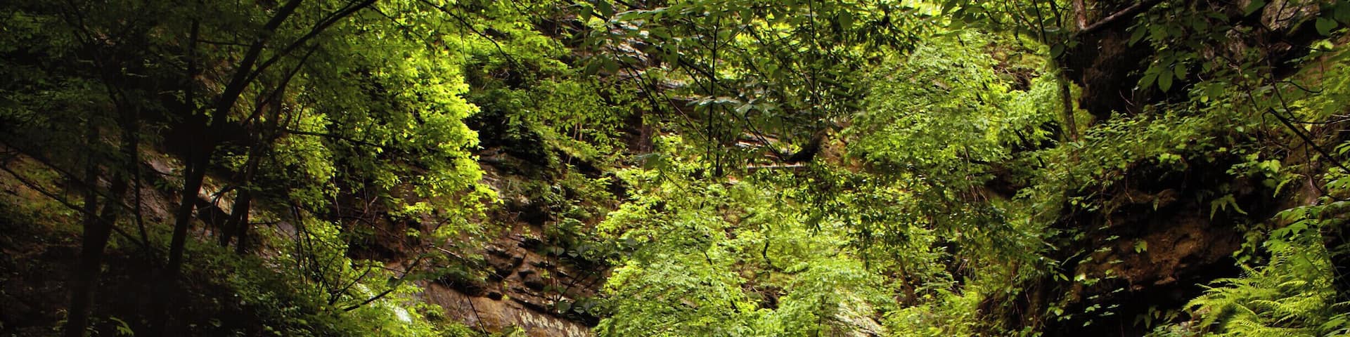 Indian Creek trail is a 4.7 mile in/out hike along bluffs and rocky creeks. Follow the trail to find Copperhead Falls, Tunnel Cave falls and many unnamed waterfalls and caves. The hike requires scrambling along edges of bluffs, and wading through the icy creek. Continue farther along the trail and hike to the Eye of the Needle (a gem in itself). A challenging hike, but worth the reward!