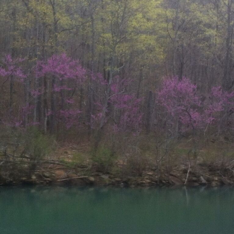 Red Buds blooming in the Ozark National Forest along Richland Creek