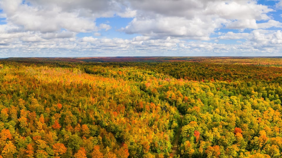 A forest with autumn foliage and a cloudy sky.
