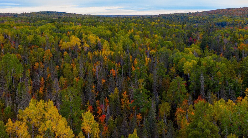 North Woods in the Fall