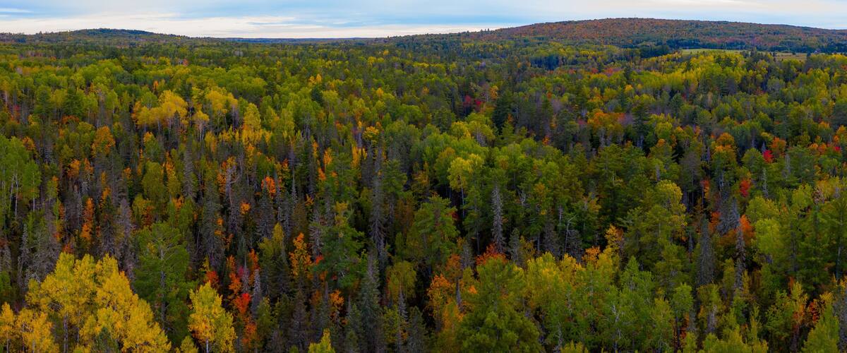 A dense forest with autumn foliage.