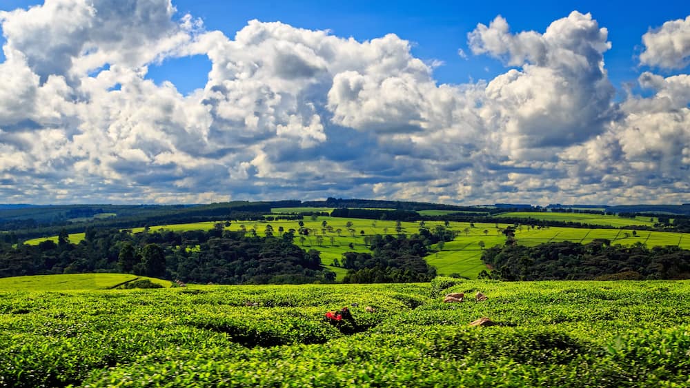 beautiful table formation by tea plantations in Kericho County, Kenya