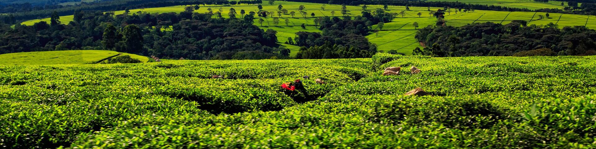 beautiful table formation by tea plantations in Kericho County, Kenya