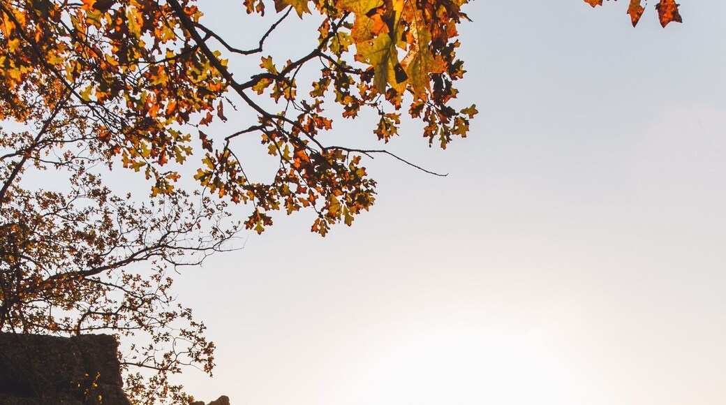 Basking in the light of the rising sun