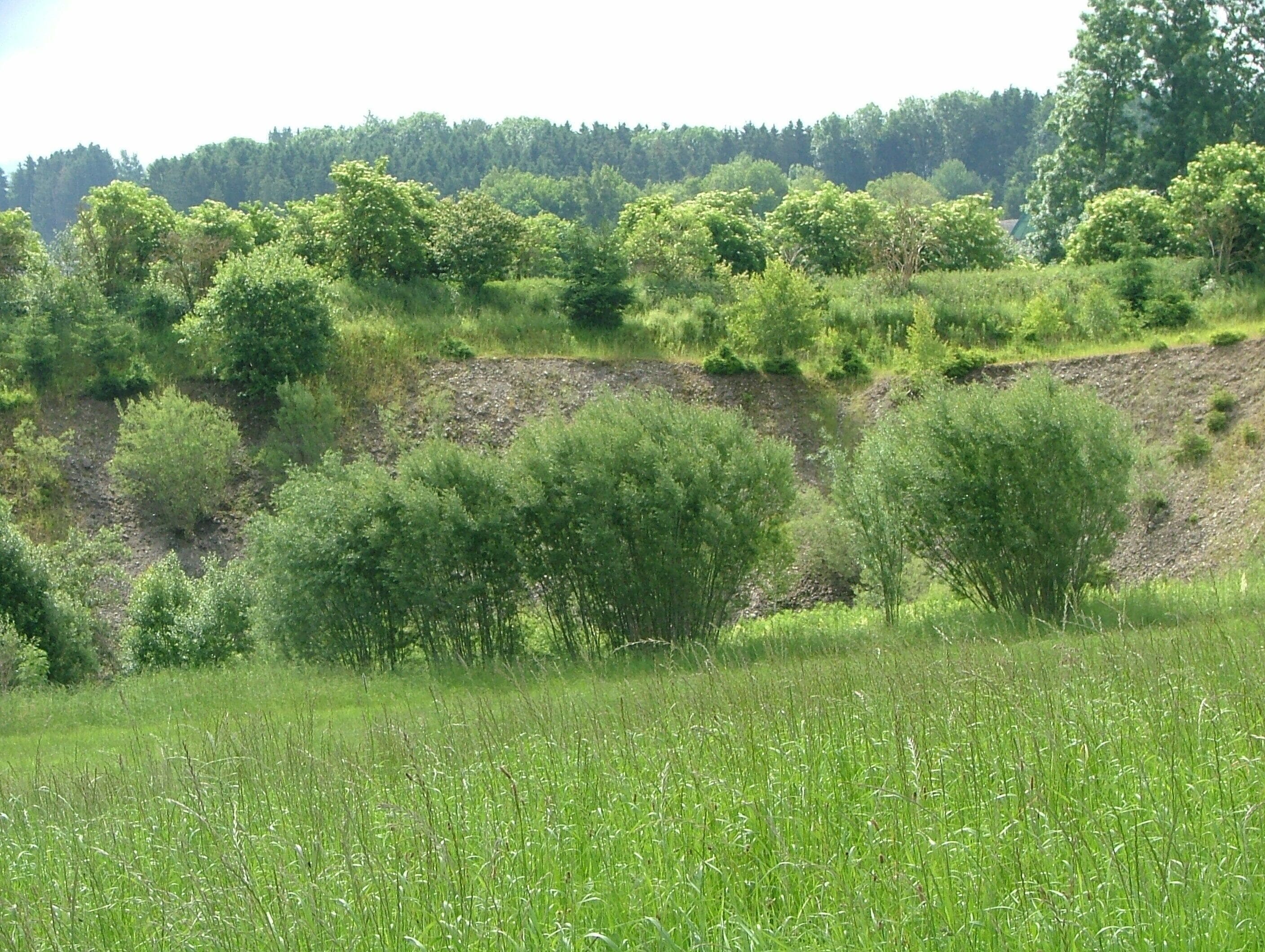 Kiesgrube Vegetation